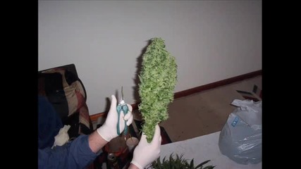 More Marijuana Flowers