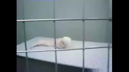 Човек - животно ! 