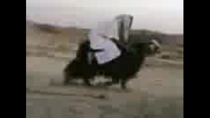 Арабин язди коза 