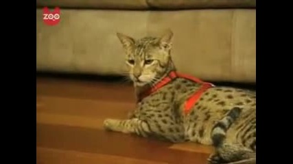Най - скъпата котка в света 20 000 $