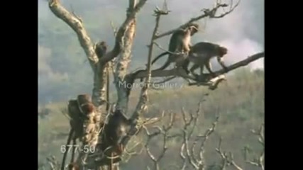Маймуните пипат нежно 