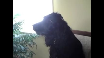 Singing Dog Rusty