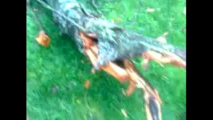 Pipi Mantari Buldum Ey Yasamisin Sen Ya 2014 Hd Tropikal Ormanda