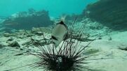 Епидемия в Червено море убива морските таралежи (ВИДЕО)