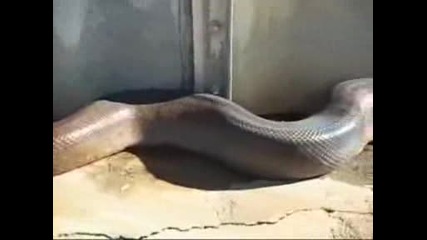 Намериха най - дългата змия.avi