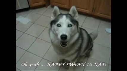 Кученце пее Happy Birthday