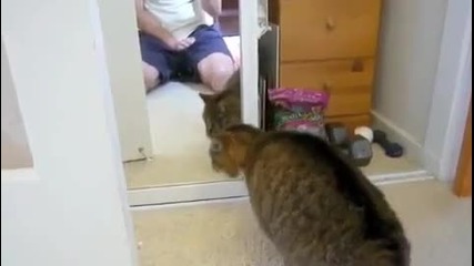 Котка Атакува Огледало 