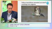 Човек прегази гълъб в Япония: Очаква го съд - „На кафе” (07.12.2023)