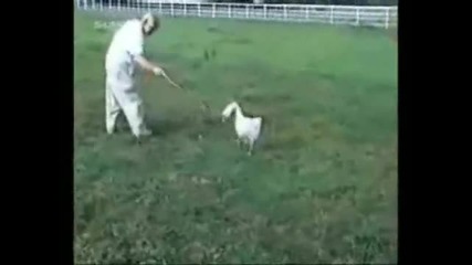 Забавни животни