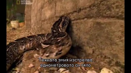 / превод / Змиите убийци на Африка