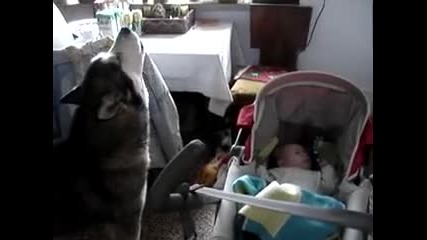 Куче се грижи за бебе
