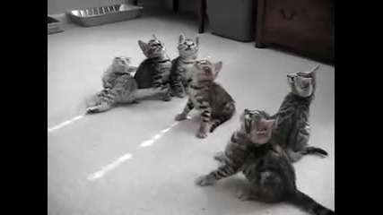 Хипнотизирани котета, смях ! 