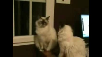 Две Спорещи Котки :) 