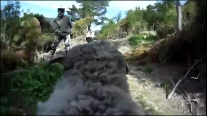 Гневен овен напада мотористи - видео с Gopro от гледната точка на овена