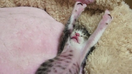 Спящо Котенце