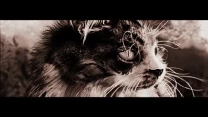 Coyu - Road To Meowland (original Mix)