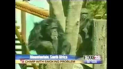 Маймуна пуши цигара (смях)