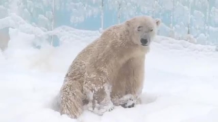 Бяла мечка в снежната буря