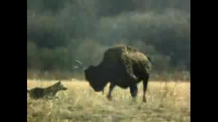 Wolves Hunting Bison