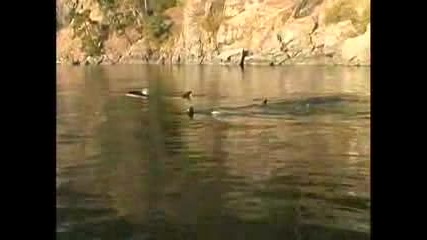 Baby Orca Whales Bruce Conway.