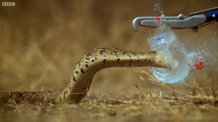 Змия атакува - забавен кадър