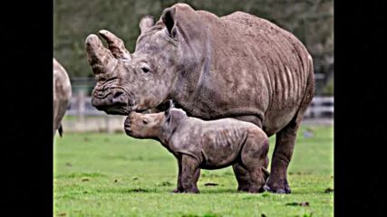 Бебе носорог от застрашен вид радва посетителите на зоопарка в Лондон