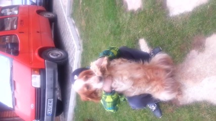 gangnam style dog