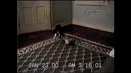 Котка срещу обувка