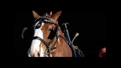 Реклама На Budweiser