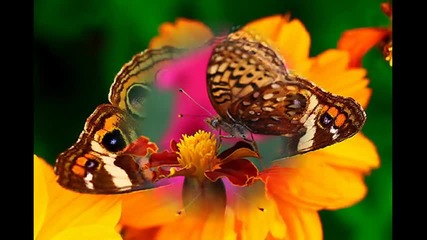 Душа на пеперуда...