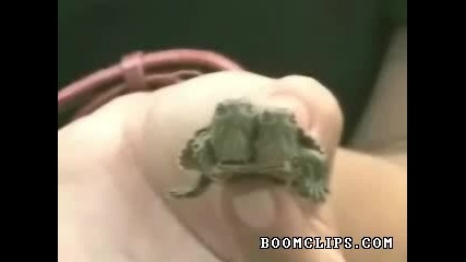 Една от най - малките костенурки на света