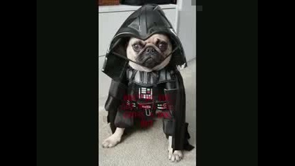 Funny Dogs