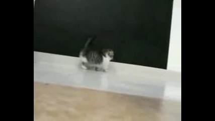 Ух, че сладко котенце 
