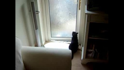 Котката беглец 2