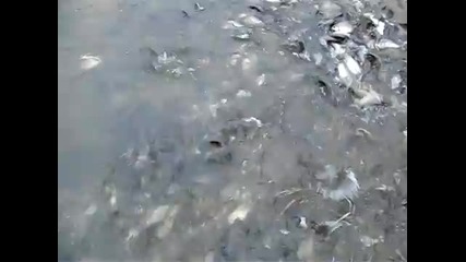 Рибите в Янтра
