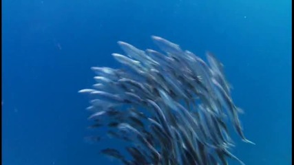 Най - Бързата Риба на Света на Забавен Кадър