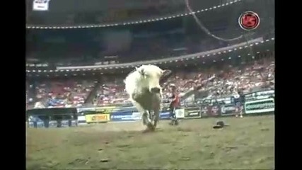 Brian Canter Vs. Great White 