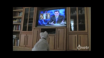 Куче се екзалтира, като се видя на телевизора 