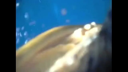Морска костенурка снима с изгубена от турист видеокамера 