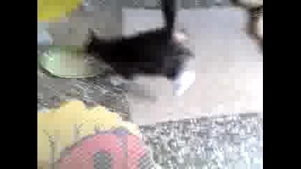 ludo gladno kote 2