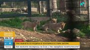 Показаха бебетата лъвчета в зоопарка в Стара Загора