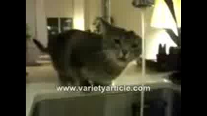 Много смешна котка 