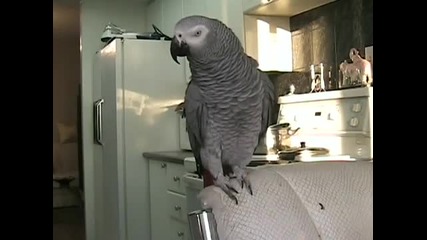 Шантав папагал прави луд Beatbox ! 