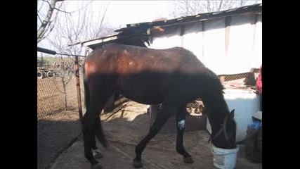 Mnogo Kone