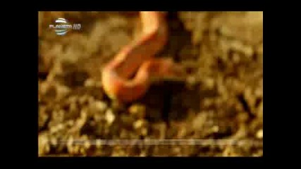 Емилия По твоите следи - субтитри 2010 Hq