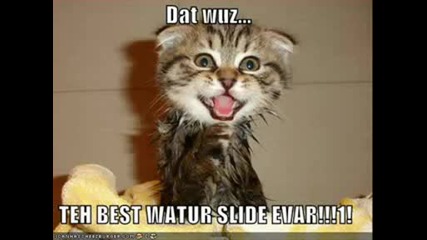 Very Funny Cats 25