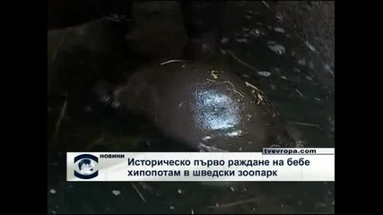 Историческо раждане на бебе хипопотам в шведски зоопарк