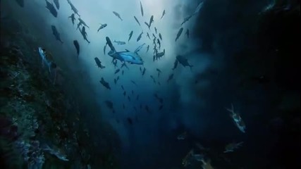 Красотата на океаните