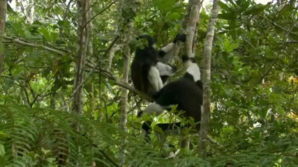 Madagascar - Island of Marvels - 1of3 Bbc Hd 