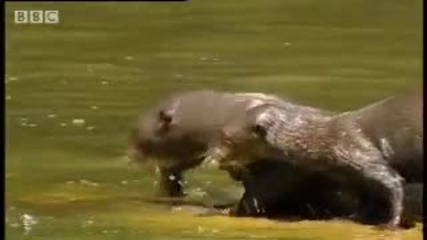 Rainforest animals of the Amazon jungle - Bbc wildlife 